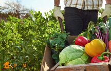 Органическое земледелие